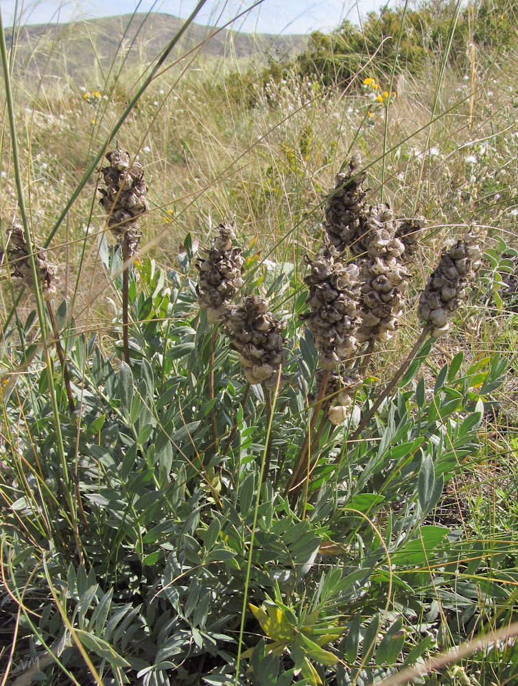 Изображение особи Astragalus follicularis.