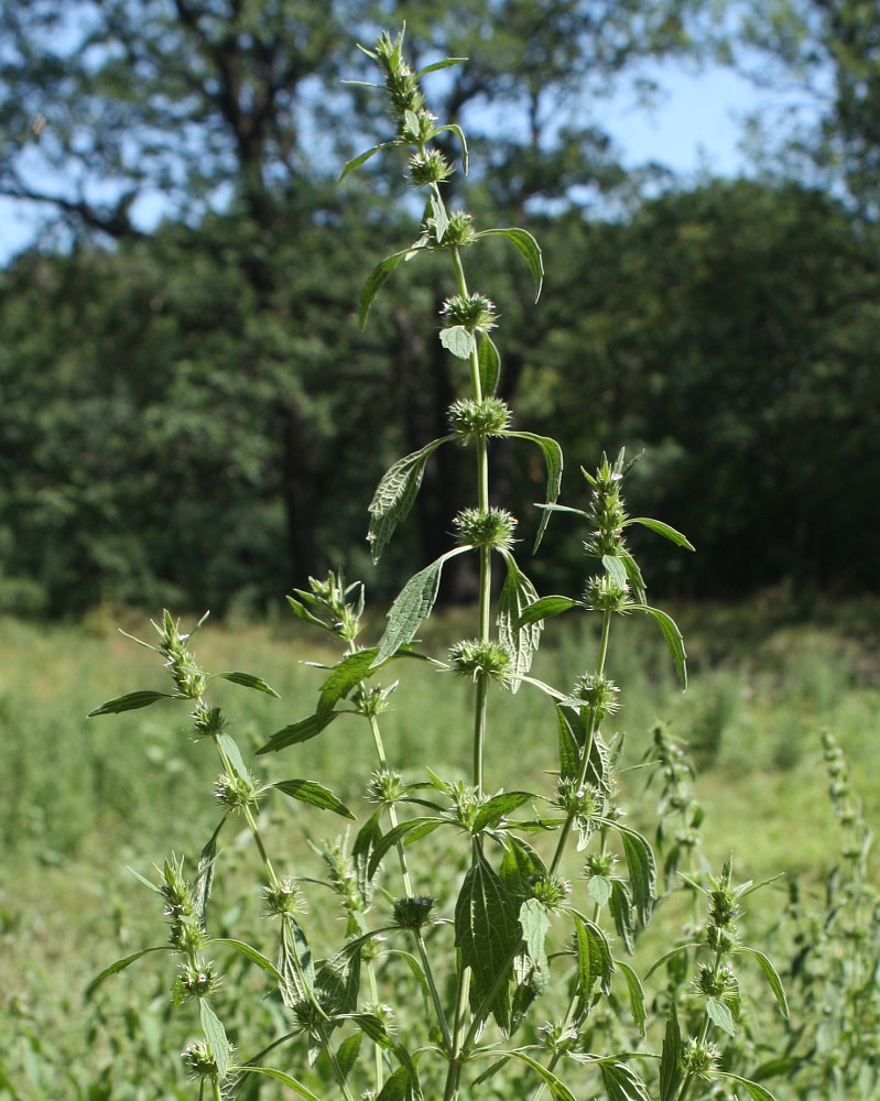 Изображение особи Chaiturus marrubiastrum.