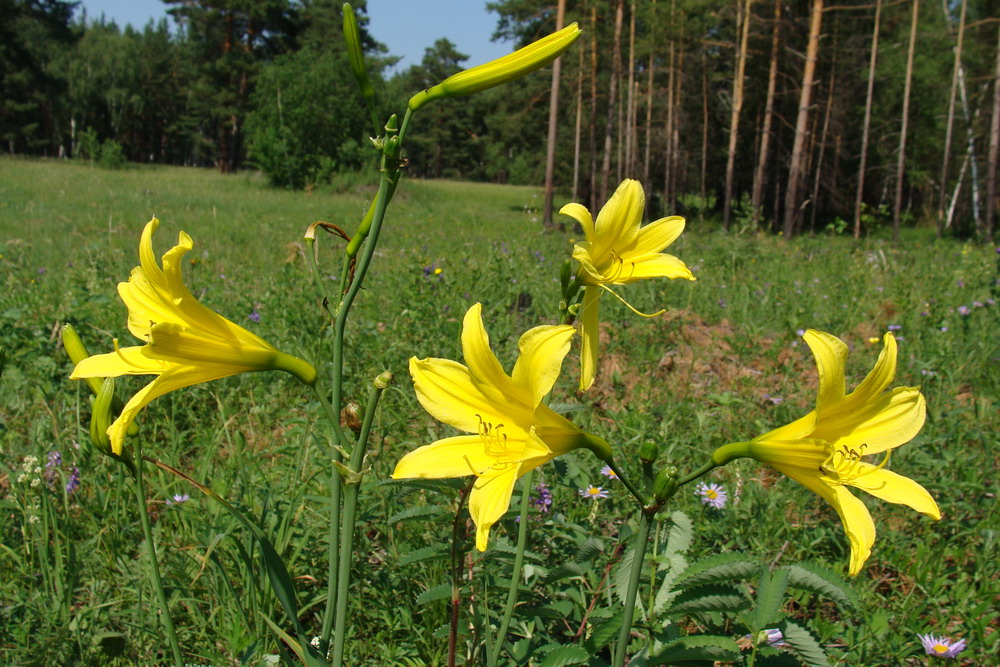 Image of Hemerocallis minor specimen.