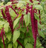 Amaranthus caudatus