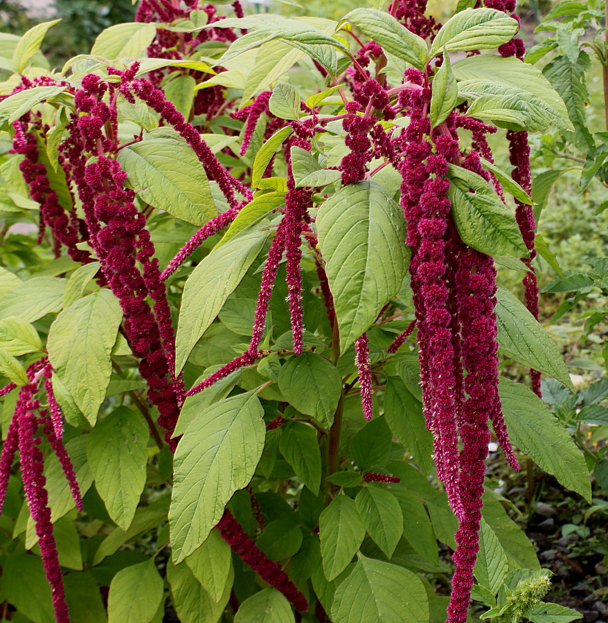 Изображение особи Amaranthus caudatus.