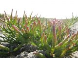 Salicornia perennans