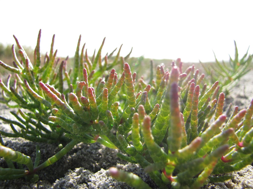 Изображение особи Salicornia perennans.