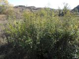 Ligustrum vulgare