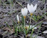 Crocus boryi