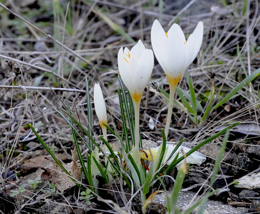 Image of Crocus boryi specimen.