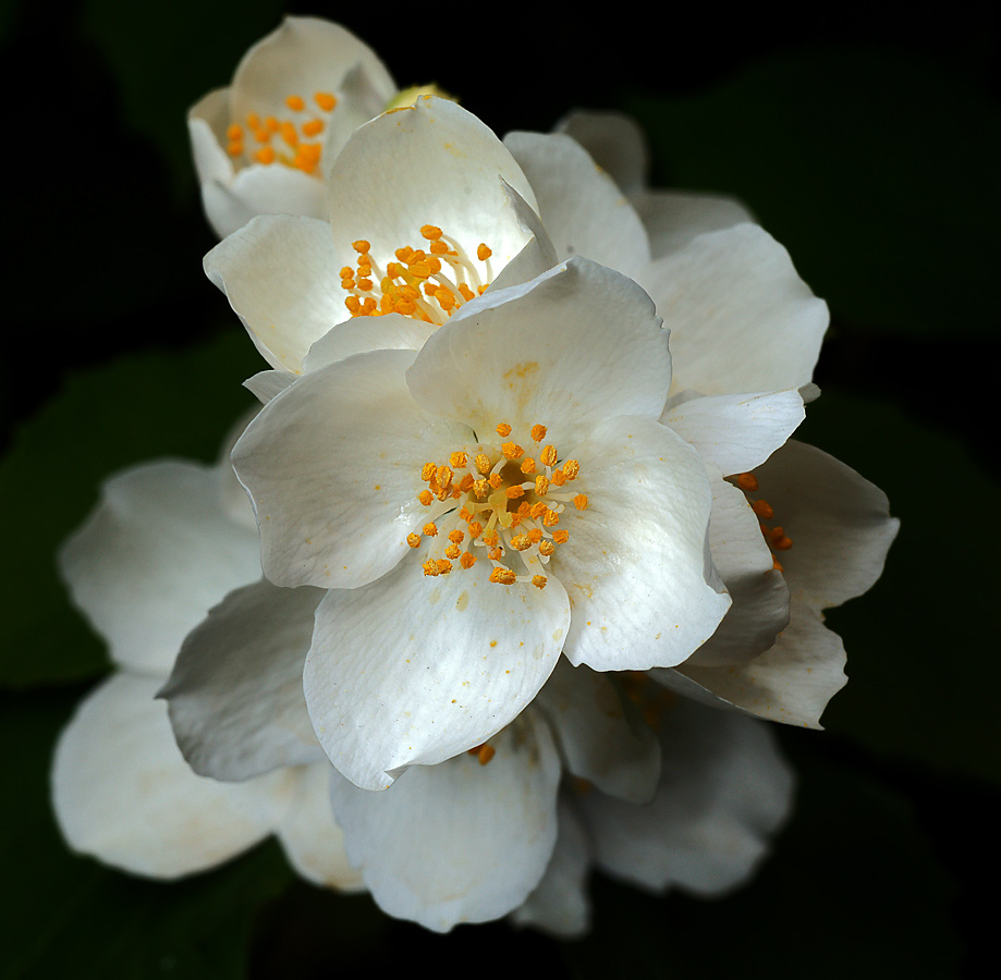 Изображение особи Philadelphus coronarius.