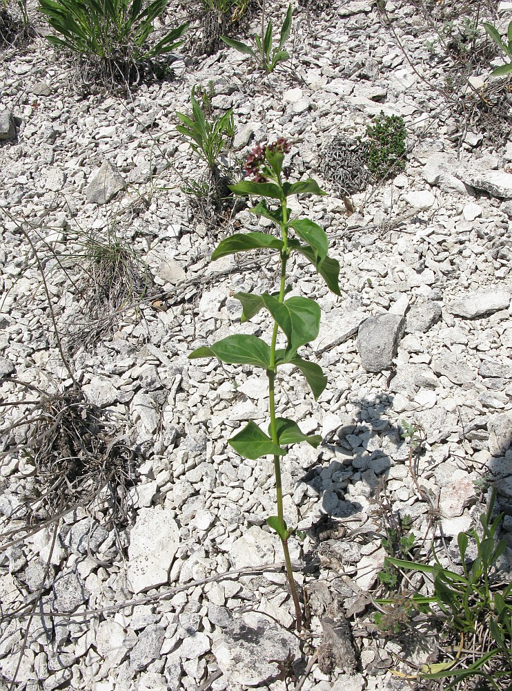 Image of Vincetoxicum fuscatum specimen.