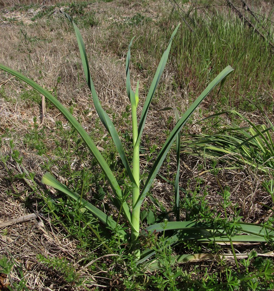 Изображение особи Allium ampeloprasum.