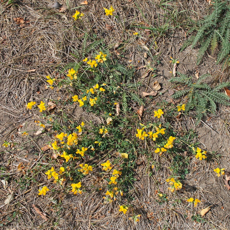 Изображение особи Lotus corniculatus.