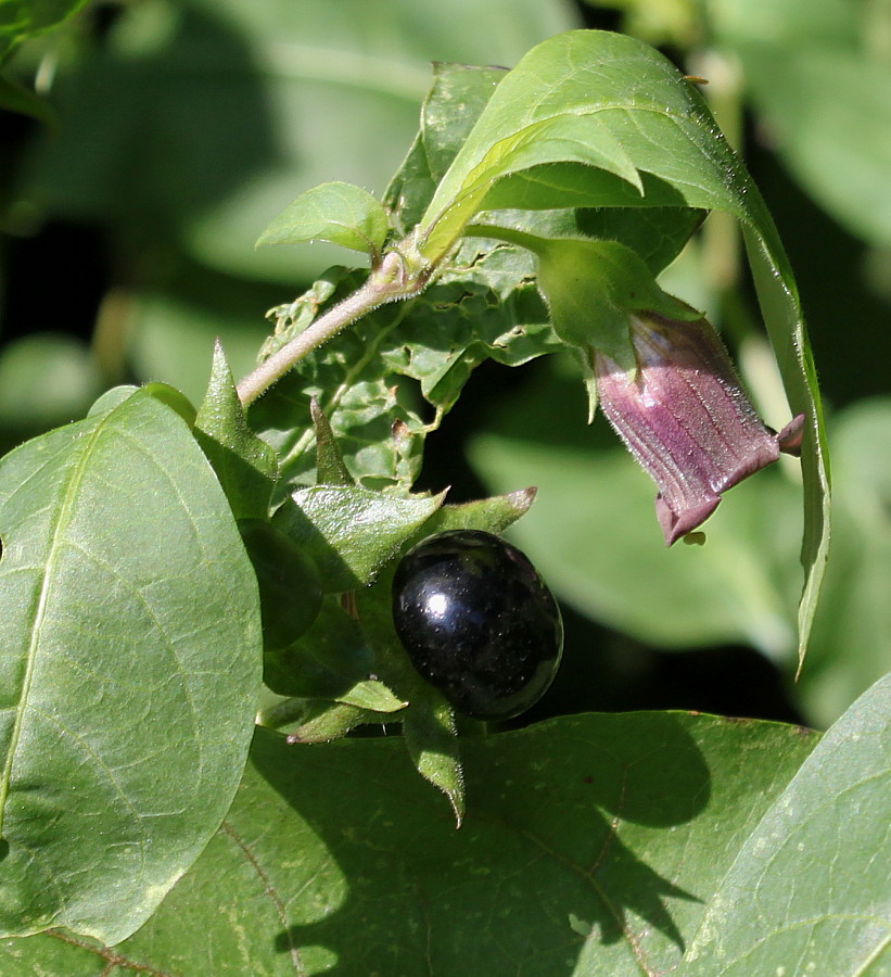 Image of Atropa bella-donna specimen.