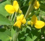 Thermopsis villosa