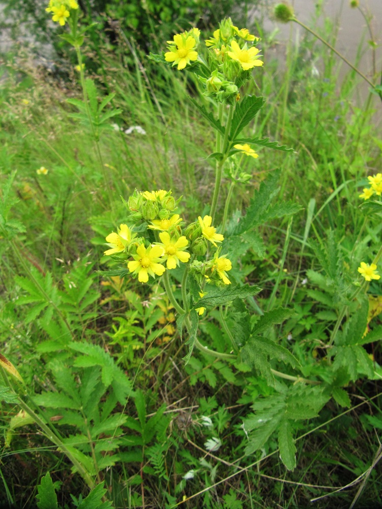 Изображение особи Potentilla longifolia.