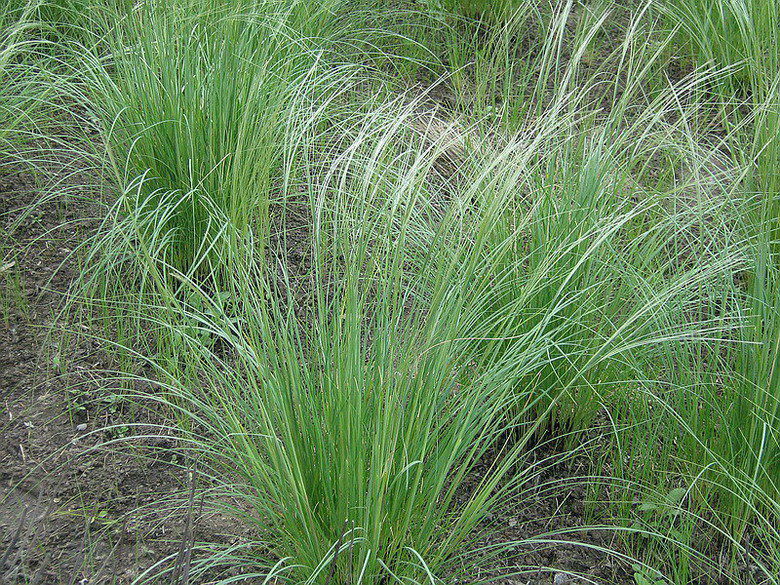 Image of genus Stipa specimen.