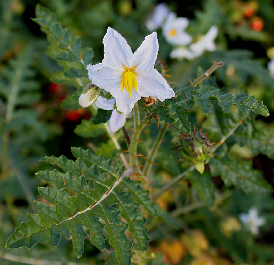 Image of Solanum sisymbriifolium specimen.