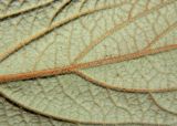 Image of taxon representative. Author is Евгений Спиваковский
