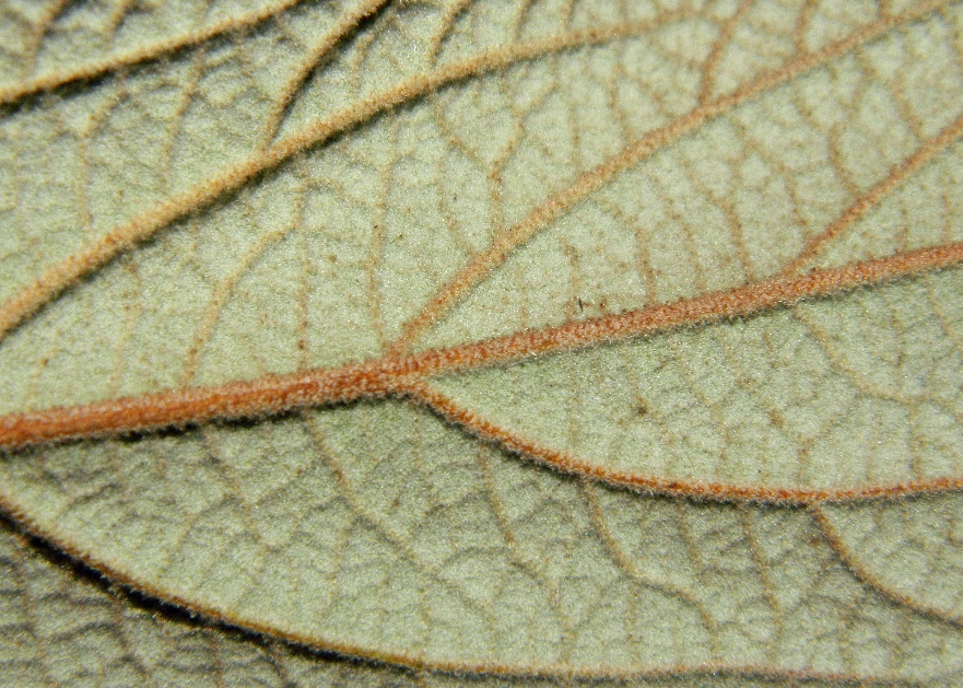 Image of Viburnum rhytidophyllum specimen.