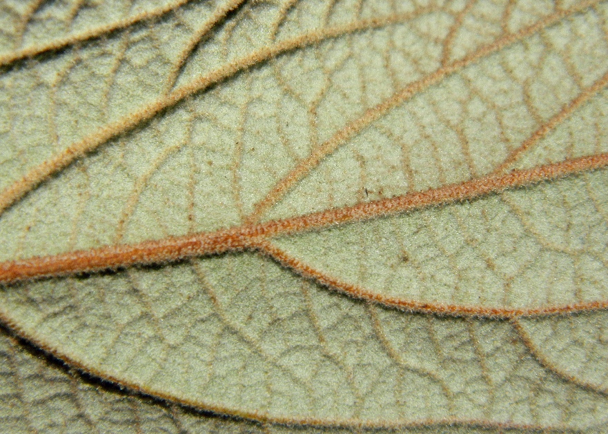 Изображение особи Viburnum rhytidophyllum.