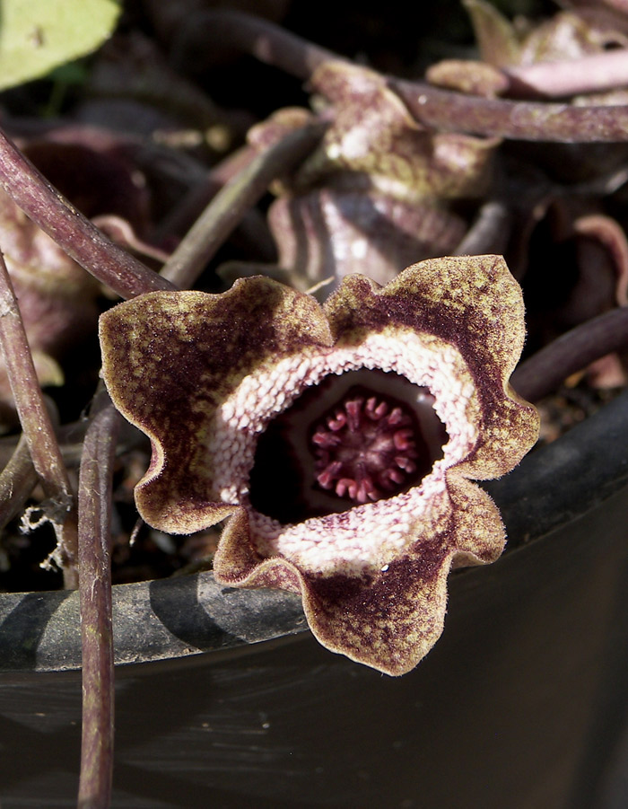 Изображение особи Asarum splendens.