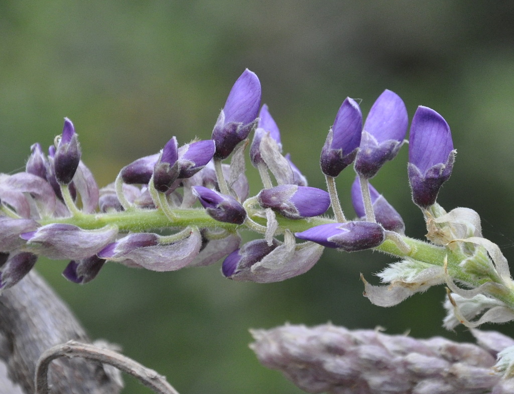 Изображение особи род Wisteria.