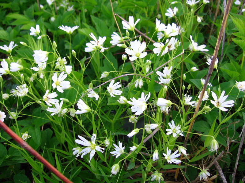 Image of Stellaria holostea specimen.