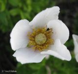 Anemone sylvestris. Цветок. Украина, Киевская обл., Мироновский р-н, окр. с. Мал. Букрин, РЛП \"Трахтемиров\", запущенное поле. 10 мая 2013 г.