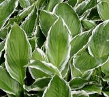 Hosta albomarginata