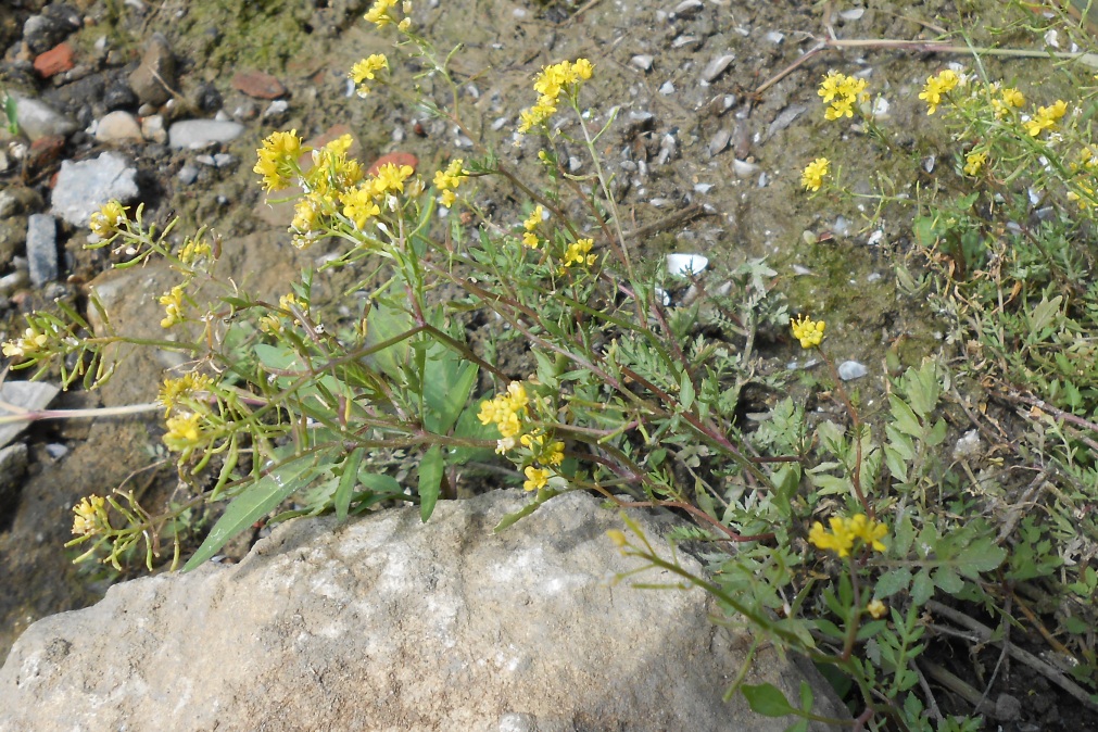 Изображение особи Rorippa sylvestris.