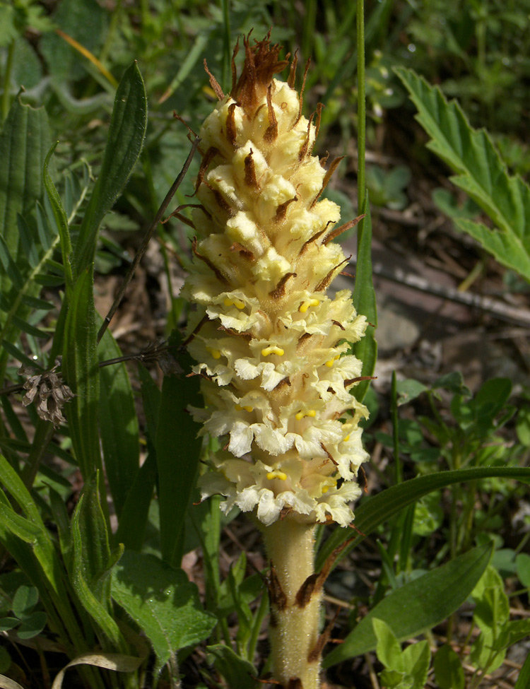 Изображение особи Orobanche grossheimii.