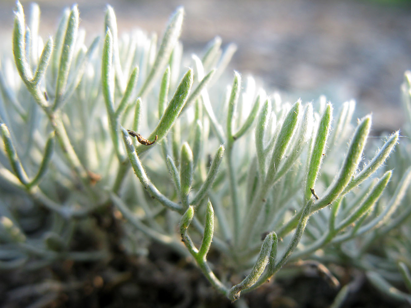 Изображение особи Artemisia caucasica.