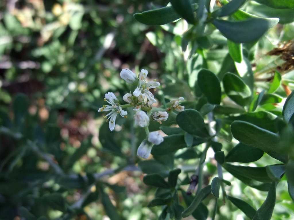 Image of Nitraria sibirica specimen.