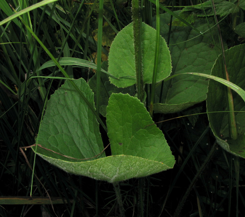 Изображение особи Ligularia abakanica.