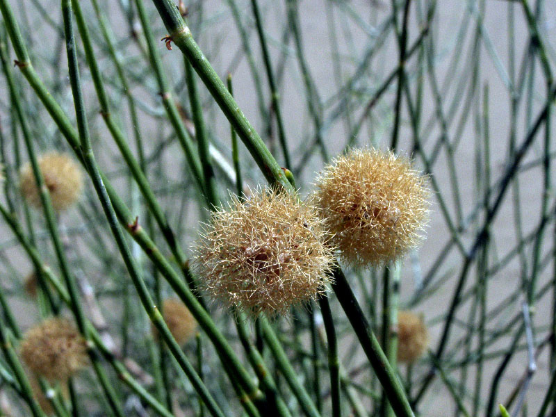 Изображение особи Calligonum rubescens.