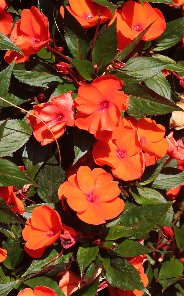 Image of Impatiens hawkeri specimen.