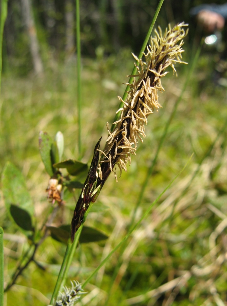 Изображение особи Carex lasiocarpa.