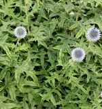 Echinops bannaticus