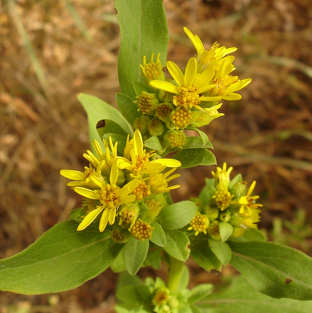 Image of Solidago virgaurea specimen.