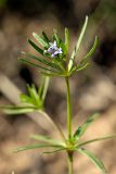 Asperula setosa. Верхушка цветущего растения. Южный Казахстан, хр. Боролдайтау, горы Кокбулак. 29.04.2013.