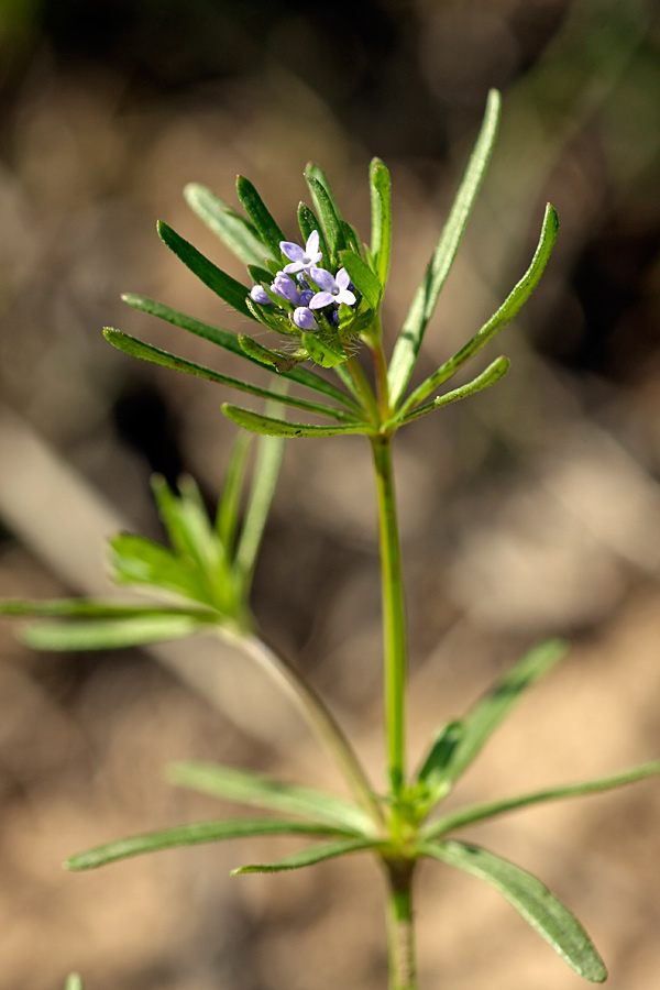 Изображение особи Asperula setosa.