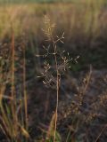 род Agrostis. Верхушка побега с соплодием. Краснодарский край, окр. г. Крымск, глиняный карьер. 31.08.2013.