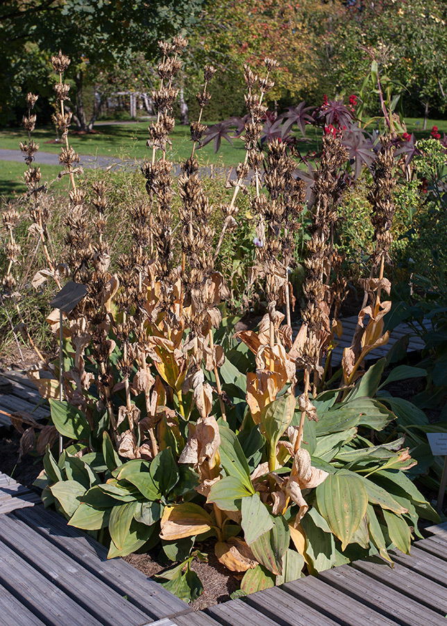 Image of Gentiana lutea specimen.