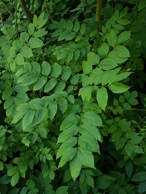 Image of Fraxinus excelsior specimen.