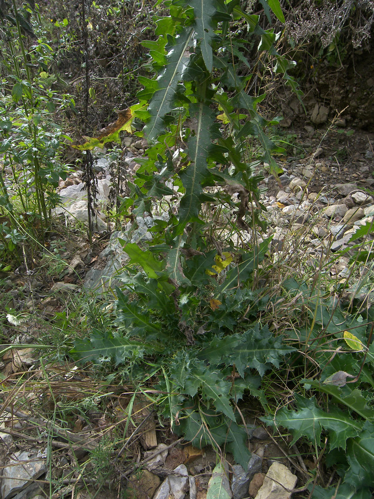 Изображение особи Cirsium uliginosum.