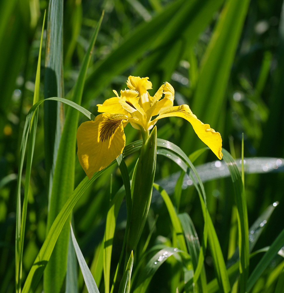 Изображение особи Iris pseudacorus.