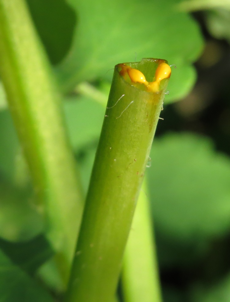 Изображение особи Chelidonium majus.