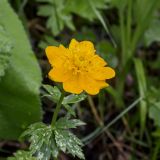 Trollius dschungaricus