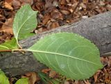 genus Salix