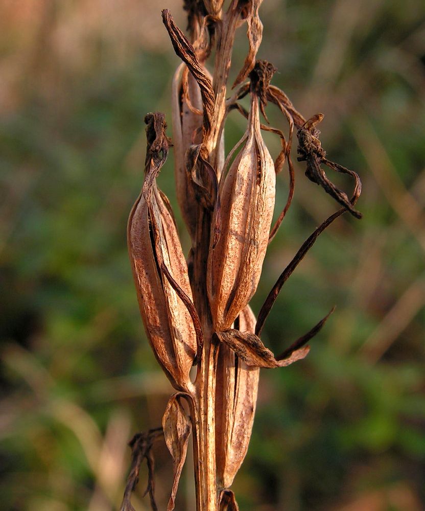 Image of Platanthera metabifolia specimen.