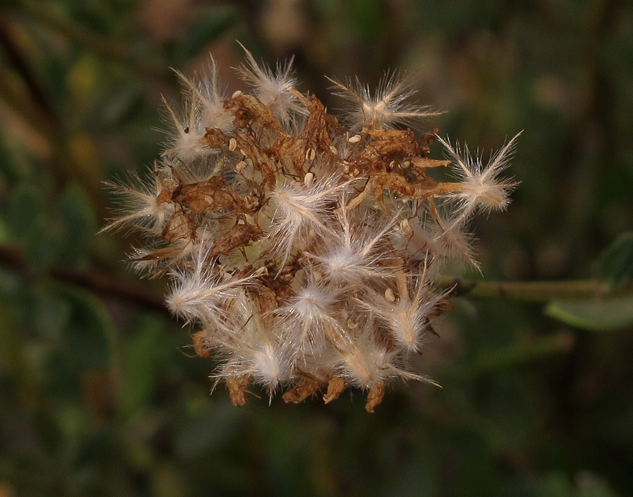 Image of Globularia arabica specimen.