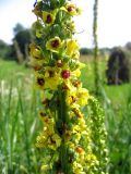 Verbascum nigrum